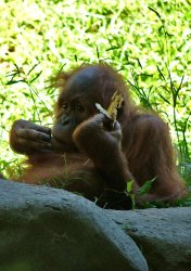 $OrangutangBaby.jpg