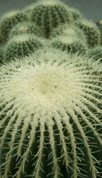 $Cactus Bulbs (color).jpg