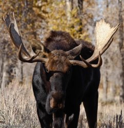 $Moose-6685.jpg