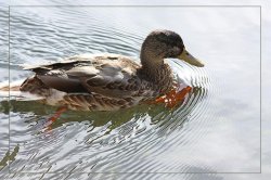 $Mallard4.jpg