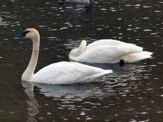 $Adjusted Swans Resized.jpg