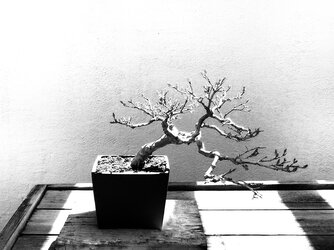 Bonsai-16BW.jpg