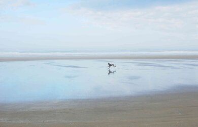 Dog-Cannon Beach-3TPF.jpg