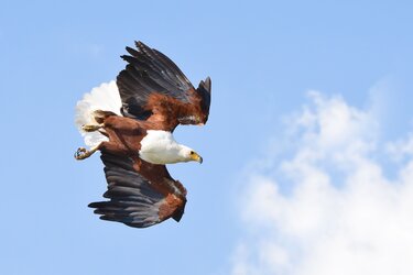 eagle flying.jpg