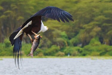 eagle with fish.jpg