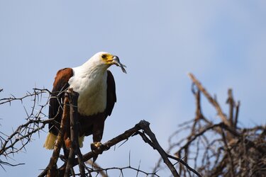 eagle eating fish.jpg