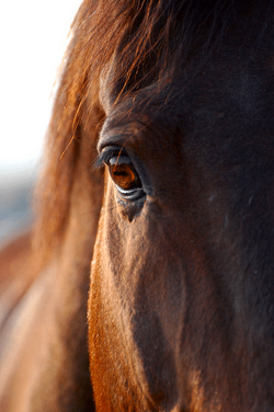 Horse looking at his loved one.png