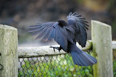 D61_0462_bird lands on fence-4.JPG