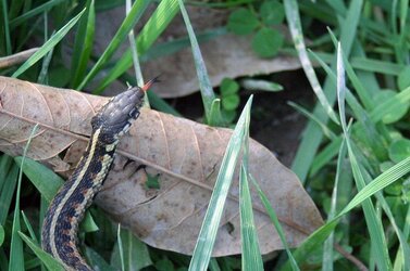 $snake and tongue (resized).jpg