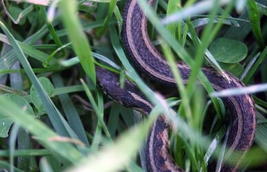$snake in the grass 2 (resized).jpg