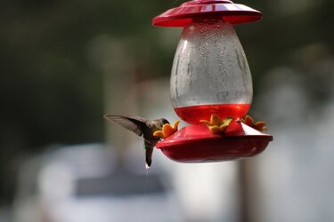 Hummingbird 8-19-21.JPG