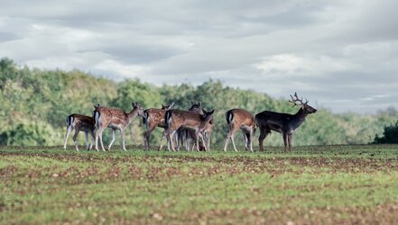 Small group of Fallow Deer.jpg