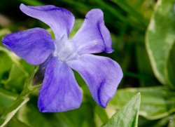 $purple flower 4.jpg