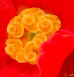 $Red Flower.jpg