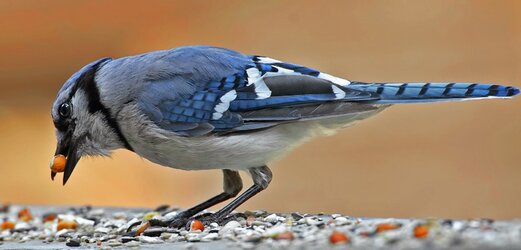 bluejay2.jpg