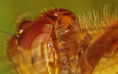 dragonfly macro2.jpg