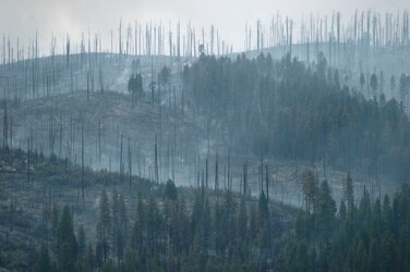 Yosemite--Big Meadows Fire aftermath.JPG