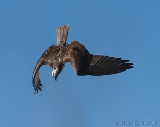 Osprey-dive.jpg