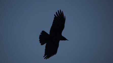 raven silhouette.jpg