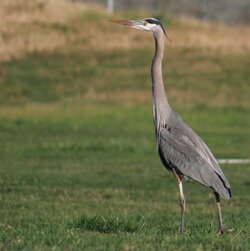 BLUE HERON.jpg