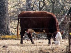 Cow 300mm edited small 1-1.jpg