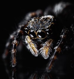 Jumping-Spider.jpg