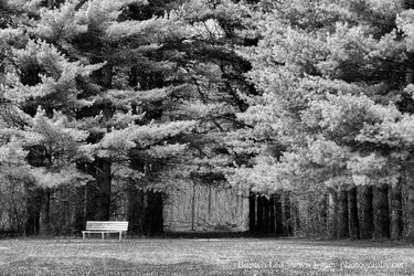 Wooden Bench next to trees with path through trees - Full Contrast lighter leaves BW.jpg