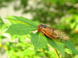 Cicada 3 (smaller).jpg