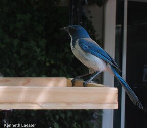 scrubjay-02.jpg