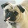 Tuffythepug