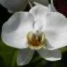 Wild Orchid