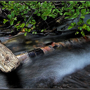 Water on Birch