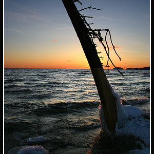 Drift Tree Sunset