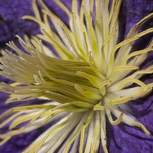 Clematis (wisley)