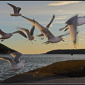 Gulls at Sunset