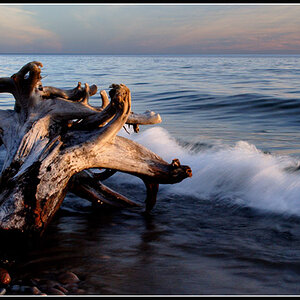 Sculpted Driftwood