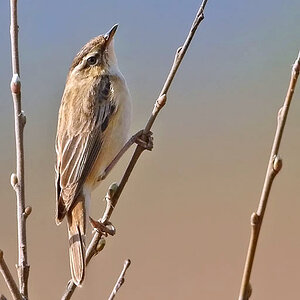 Sedge Warbler