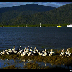 A Belly of Pelicans