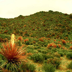 joshuatree2-small