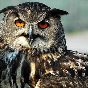 3743-owl01websize