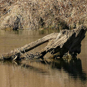 Driftwood