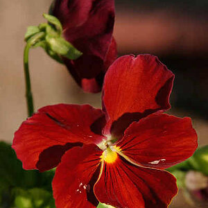 Red Pansy