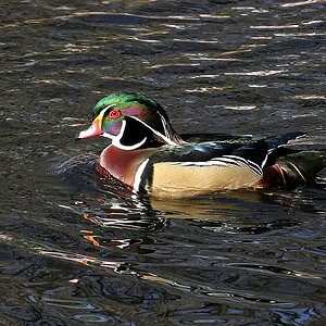 Wood Duck