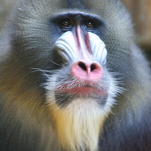 Aging Mandrill