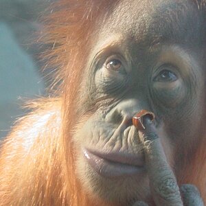 Orang with Attitude