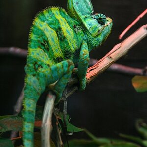 Veiled Chameleon