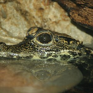 Caiman