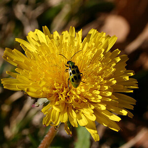 Spring Visitors