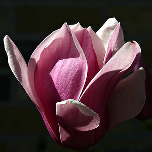 Magnolia Blossom