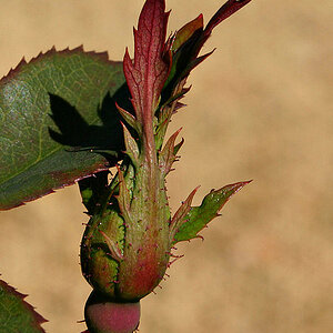 Rose Bud